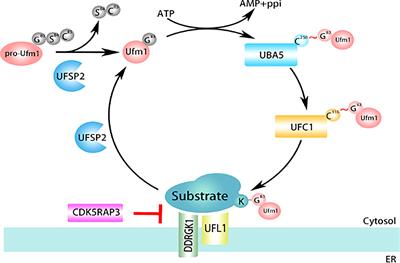 UFL1, a UFMylation E3 ligase, plays a crucial role in multiple cellular stress responses